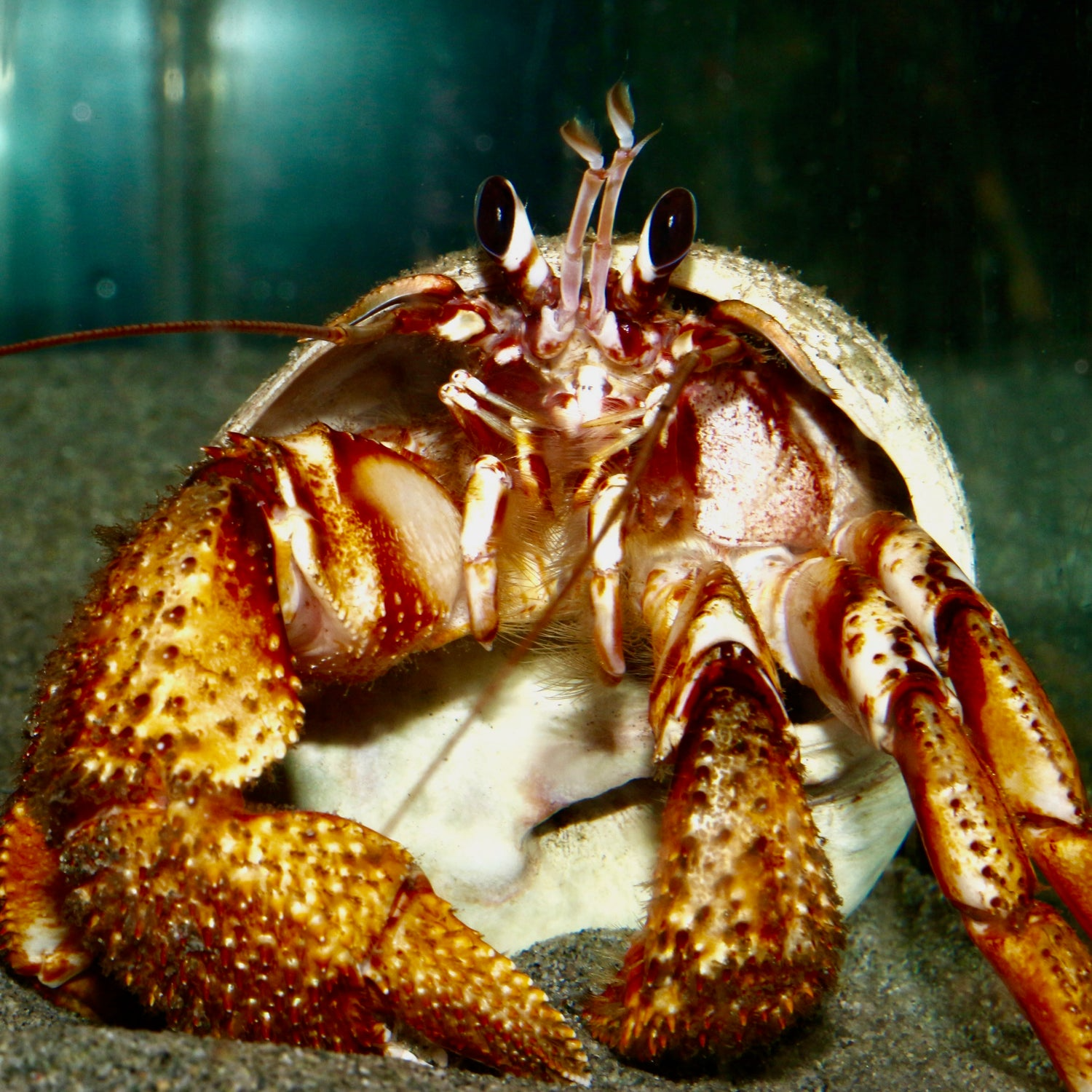 Discovery Passage Aquarium - Explore marine life and ocean ecosystems - Image 1