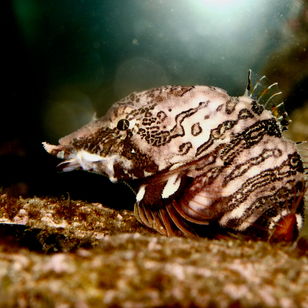 Discovery Passage Aquarium - Explore marine life and ocean ecosystems - Image 2