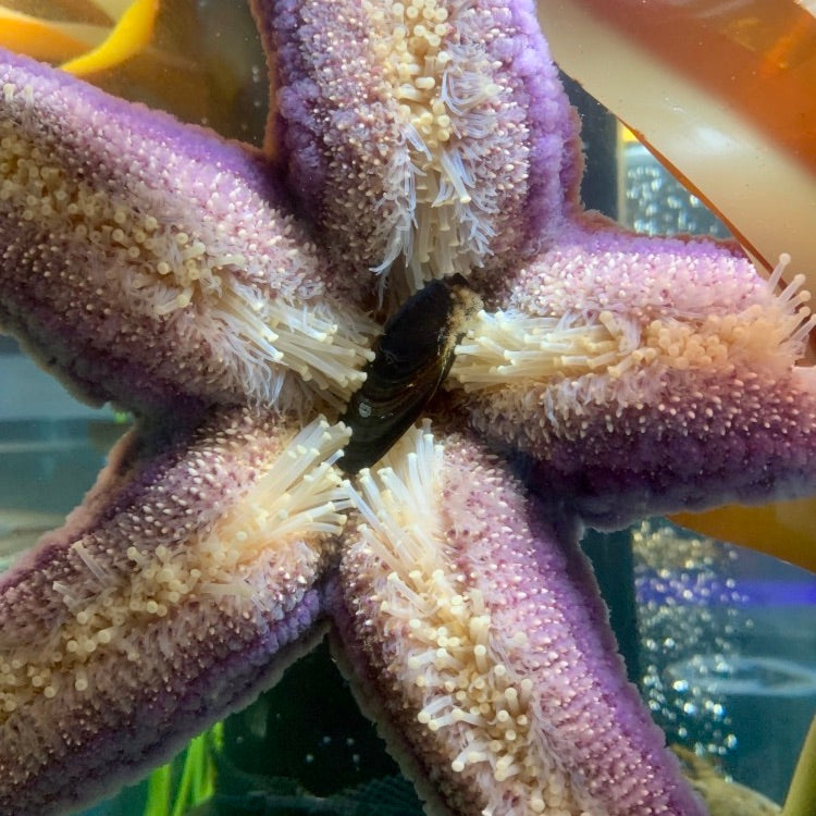 Discovery Passage Aquarium - Explore marine life and ocean ecosystems - Image 3